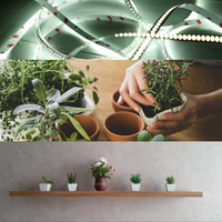 Indoor Plant Accessories